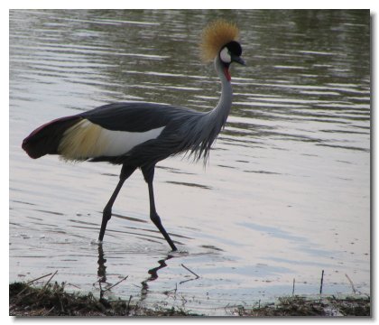 TA 38 - Crowned Crane